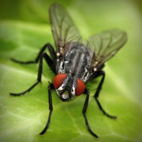 /album/biodiversidad/photolia-a01-jpg/