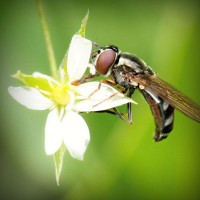 /album/biodiversidad/photolia-a02-jpg/