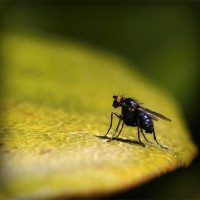 /album/biodiversidad/photolia-a07-jpg/