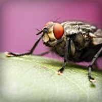 /album/biodiversidad/photolia-a08-jpg/