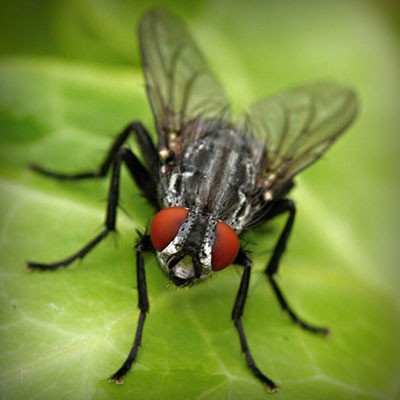 mosca